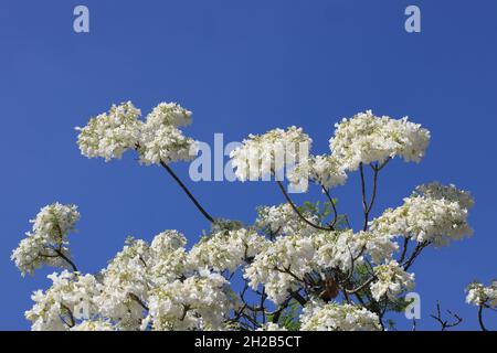 Nahaufnahme seltener weißer Jacaranda-Bäume, die im Frühling gegen blauen Himmel in der Herbert Baker Street, Pretoria, Südafrika, blühen Stockfoto