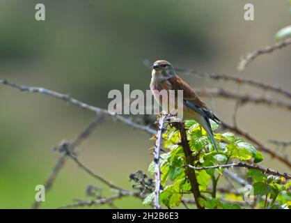 Redpoll Vogel auf Brambles aus Fokus Hintergrund gesetzt. Stockfoto