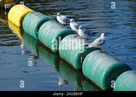 Schwarze Möwen, die auf den Schranken des Floating River thronen Stockfoto