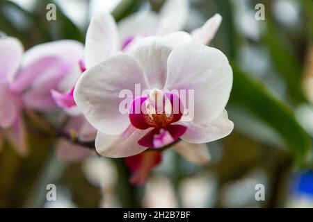 Eine schöne weiße Orchideen Stockfoto