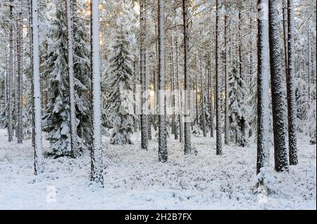 Winter im Wald, Fagermon, Vingåker, Sörmland, Schweden Stockfoto