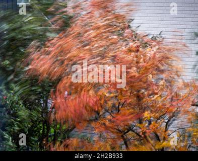 21. Oktober 2021, Hessen, Frankfurt/Main: Die herbstlichen Blätter an den Ästen einer weinenden Birne werden morgens von Windböen des Sturmtief 'Ignatz' umhergeschleudert. Foto: Frank Rumpenhorst/dpa Stockfoto