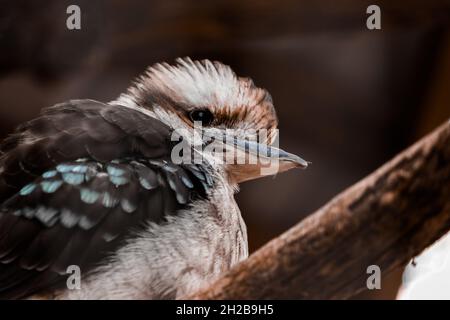 Der Kookabara sitzt auf einem Ast und schaut zur Seite. Das Auftreten von kaltem Wetter. Stockfoto