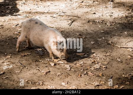 An einem sonnigen, warmen Tag nimmt ein rosafarbenes, haariges Schwein Nahrung vom Boden auf. Stockfoto