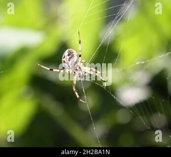 Fehlende Sektororb-Weberspinne (Zygiella x-notata), die auf ihrem Netz auf Beute wartet Stockfoto