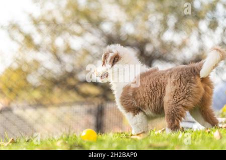 Porträt eines braun gestromten australischen Schäferhundes, der in einem Garten im Freien spielt Stockfoto