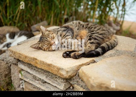 Eine Katze liegt in der Nähe des türkischen Strandes Stockfoto