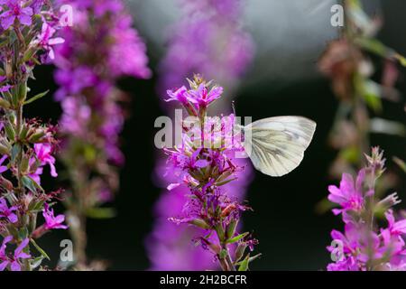 Der kohlweiße Schmetterling auf schönen violetten und rosa Blüten, um Nektar zu sammeln. Provinz Gelderland. Niederlande Stockfoto