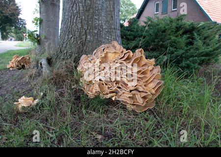 Riesiger Schelfpilz, der auf einem lebenden Baum wächst, ein parasitärer Pilz mit braunen und beigen Farben, Niederlande Stockfoto