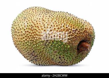 Jackfruit auf weißem Hintergrund. Stockfoto