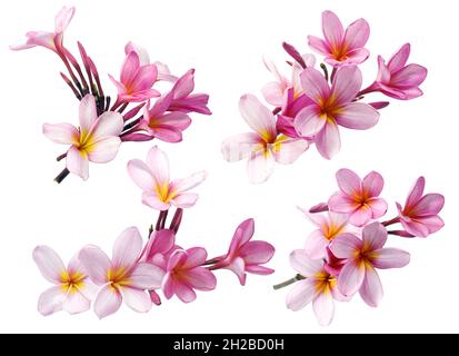 Frangipani oder Plumeria Blume isoliert auf weißem Hintergrund Stockfoto