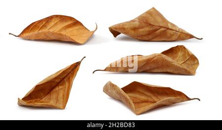 Trockenes Blatt oder abgestorbenes Blatt isoliert auf weißem Grund Stockfoto