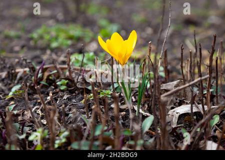 Krokusblüte. Frühlingskerze im Garten - Krokusse. Zarte, helle Knospe Stockfoto