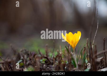 Krokusblüte. Frühlingskerze im Garten - Krokusse. Zarte, helle Knospe Stockfoto