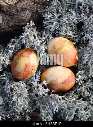 Farbige Ostereier auf dem Moos im Wald Stockfoto