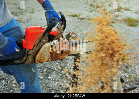 Landwirt, der in einem ländlichen Dorf mit Kettensäge Brennholz schneidet Stockfoto