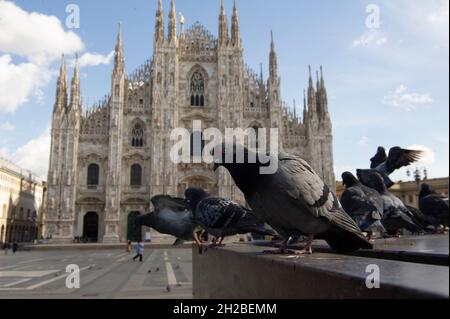 Europa, Italien, Mailand, piazza del duomo mit Tauben Stockfoto