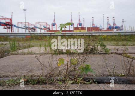 Hamburg, Deutschland. Oktober 2021. Zwischen den Gleisen einer stillliegenden Eisenbahnanlage in Waltershof im Hamburger Hafen wachsen Pflanzen. Im Hintergrund sind die Container-Portalkrane der Eurogate-Terminals zu sehen. Kredit: Marcus Brandt/dpa/Alamy Live Nachrichten Stockfoto