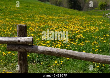 Italien, Lombardei, Provinz Lecco, Aussichtspunkt des Valentino Parks in Pian dei Resinelli. Blick auf den Comer See, Zweig von Lecco. Feld der gelben Blumen Stockfoto