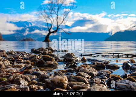 Der wunderschöne Lake Wanaka und der am meisten fotografierte Baum in Neuseeland Stockfoto