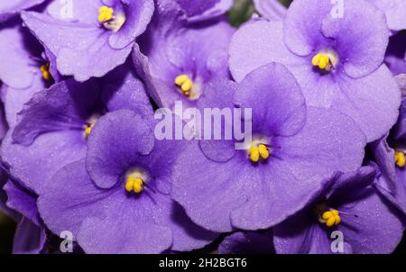 Violette Saintpaulias Blumen allgemein als afrikanische Veilchen Parma Veilchen bekannt, violett lila lila lila Fliederblüten Hintergrund. Sommerkonzept. Urlaub Blume Bac Stockfoto