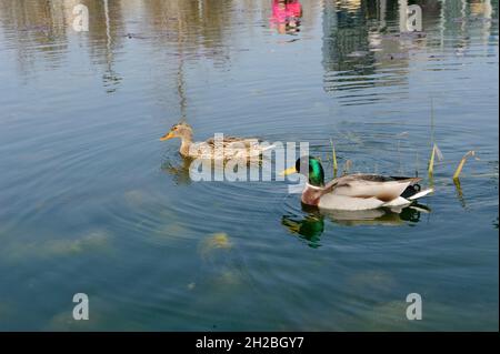 Mailand, Italien im Teich der Biblioteca degli Alberi Park, piazza Gae Aulenti, ein Paar Deutsche Enten (Anas platyrhynchos). Stockfoto