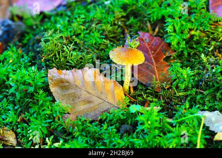 Cortinariaceae Pilze und abgestorbene Blätter auf einem Waldboden im Herbst. Hamsterly Forest, County Durham, England, Großbritannien. Stockfoto