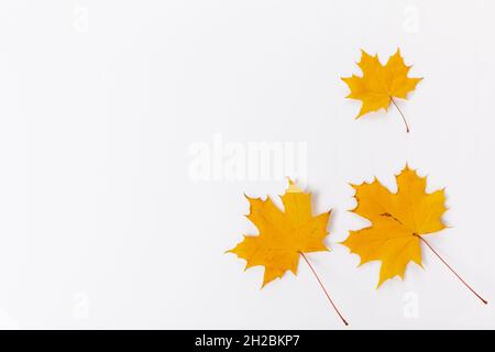 Herbstkomposition. Rahmen aus goldenen Herbst-Ahornblättern. Flach liegend Stockfoto