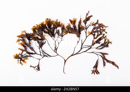 Fucus-Algen isoliert auf weißem Hintergrund. Ostsee. Lettland, Stockfoto