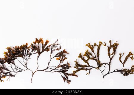 Fucus-Algen isoliert auf weißem Hintergrund. Ostsee. Lettland, Stockfoto