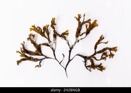 Fucus-Algen isoliert auf weißem Hintergrund. Ostsee. Lettland, Stockfoto