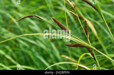 Carex acuta - gefunden wächst an den Rändern von Flüssen und Seen in den palaearktischen terrestrischen Ökoregionen in Schichten von nassem, alkalischem oder leicht saurem Abflaub Stockfoto