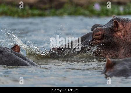 Hippopotamus - Hippopotamus amphibius, beliebtes Großsäugetier aus afrikanischen Flüssen und Seen, Queen Elizabeth National Park, Uganda. Stockfoto