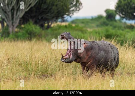 Hippopotamus - Hippopotamus amphibius, beliebtes Großsäugetier aus afrikanischen Flüssen und Seen, Queen Elizabeth National Park, Uganda. Stockfoto