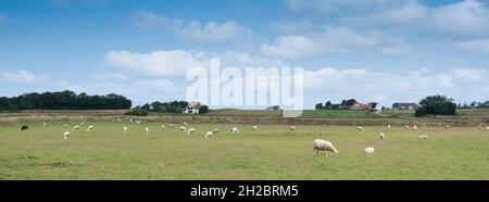 Schafe auf grüner Wiese unter blauem Himmel auf der niederländischen Insel texel im Sommer Stockfoto