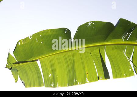 Bananenblatt auf weißem Hintergrund Stockfoto