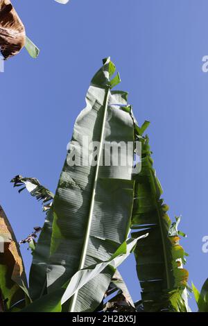 Bananenbaumblätter, vor blauem Himmel Hintergrund Stockfoto