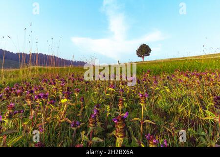 Wunderschöne Landschaften In Gulmarg Jammu & Kashmir Stockfoto