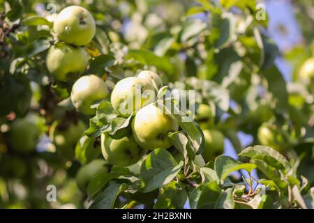 Reife saftige Früchte auf einem Pflaumenbaum im Sommergarten. Frische Bio-gelbe Pflaumen wachsen auf dem Land. Stockfoto
