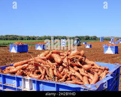 Die Palette der frisch gegrabenen Süßkartoffeln auf dem Feld. Stockfoto