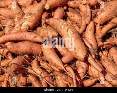 Die Palette der frisch gegrabenen Süßkartoffeln auf dem Feld. Stockfoto