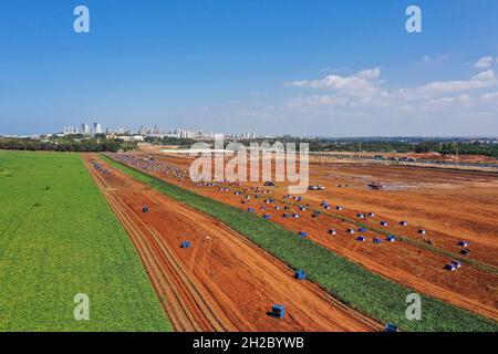 Die Palette der frisch gegrabenen Süßkartoffeln auf dem Feld. Stockfoto