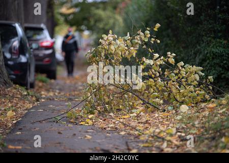 21. Oktober 2021, Hessen, Frankfurt/Main: Ein gebrochener Ast liegt auf einem Fußgängerweg. In der Nacht und am Morgen überfuhr das Niederdrucksystem „Ignatz“ Hessen. Foto: Sebastian Gollnow/dpa Stockfoto