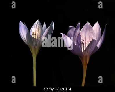 Einzigartiges und hochwertiges Nahaufnahme-Bild der Blume in Harmonie mit den atemberaubenden blauen und violetten Farbtönen Stockfoto