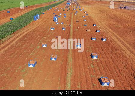 Die Palette der frisch gegrabenen Süßkartoffeln auf dem Feld. Stockfoto