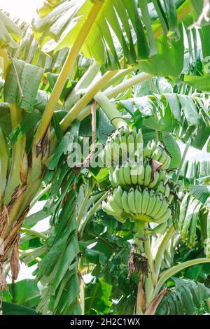 Gruppe von grünen unreifen Bananen, die auf dem gleichen Zweig gesammelt werden. Stockfoto