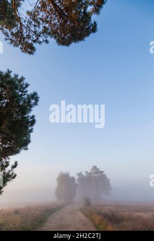 Schottische Kiefer, Schottenkiefer (Pinus sylvestris), Pfad durch Heide im klärenden Morgennebel, Deutschland, Mecklenburg-Vorpommern, Muritz Stockfoto