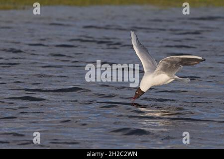 Schwarzkopfmöwe (Larus ridibundus, Chroicocephalus ridibundus), mit Zuchtgefieder, Nahrungssuche an der Wasseroberfläche, Niederlande, Frisia, Workum Stockfoto