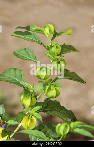 Shoo-fly plant, Apple-of-peru (Nicandra physialodes), fruiting, Netherlands, Gelderland Stockfoto