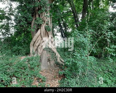 Englischer Efeu, gewöhnlicher Efeu (Hedera Helix), dicke alte Efeu-Stämme, die in einem Baum klettern, Deutschland Stockfoto